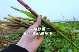 长沙湘府路大桥下的河滩上能找出7种野菜，简直就是打野者的天堂视频封面