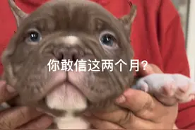 熊出没，请注意 #外表凶悍内心温柔的恶霸犬 #恶霸犬视频封面