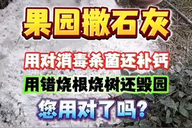#果园管理 #病虫害防治 #生石灰 #果园撒石灰 #生石灰消毒的正确方法