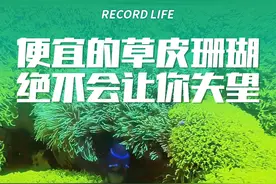 开局种点草皮珊瑚，结果美爆了！#养鱼日记 #草皮珊瑚 #海缸日记 #新手养鱼