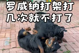 罗威纳犬群养要打架怎么办#罗威纳 #养狗经验分享 #罗威纳护卫犬 #德系罗威纳 #罗威纳犬视频封面