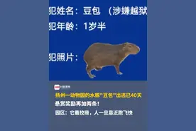 扬州一动物园的水豚“豆包”出逃已40天 ，悬赏奖励再加两条！追加一袋大米和一盒鸡蛋。园区：它最狡猾，人一旦靠近跑飞快，已锁定活动区域，还在景区里。视频封面