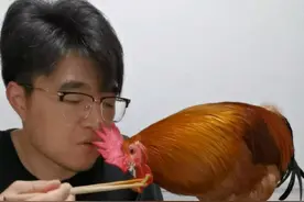 大公鸡鹰子干饭啦 又是斗智斗勇的一顿晚餐 挑食鸡鹰子说一不小心没肉吃 铲屎官说一不小心没肉吃总结一句话就是 一不小心都没肉吃🤣#网红公鸡搞笑视频 #城市养鸡 #萌宠成精了 #一定要看到最后 #笑到肚子疼