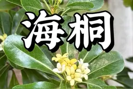 海桐花香有茉莉花和柑橘花的味道，不过有的时候闻起来也有油漆味，你觉得它的花味道怎么样？#海桐花 #海桐 #自然奇境科普季 #春日盛放 #海桐球