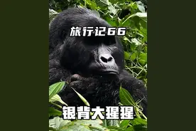 1500美金森林公园门票，非洲追银背大猩猩！#解锁人生新地图 #胖超环球旅行记 #非洲 #vanlife旅行日记 #万物皆可种草搜