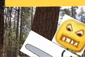 快来！物理老师教你科学砍树！ #科普#伐木 #杠杆 #物理