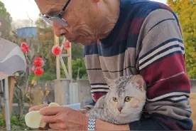 陈爷爷说，能多救一年是一年，能多救一天是一天，哪怕倒在路上 #猫 #流浪猫 #我和流浪猫的故事视频封面