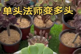 多肉法师单头变多头#多肉法师 #法师老桩 #法师养护 #法师养护 #多肉基地