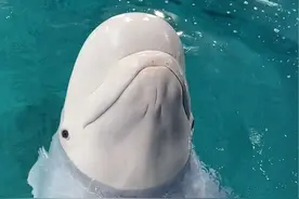 #白鲸 安迪能和虎鲸一起玩吗@三亚·亚特兰蒂斯 #动物的迷惑行为 #虎鲸 #安迪蒂娜在亚特