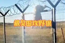 两只藏獒围攻野狼，#野生动物零距离 #动物的迷惑行为 #动物纪录片