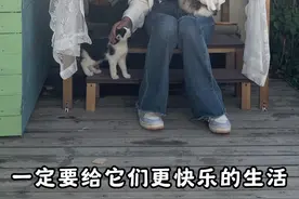 给小流浪们做的流动饮水区🚰 给小黑、端午和六一做了一个饮水区域！这回可是既能观赏又实用！院子里的东西越来越多啦，下次该做什么呢？#田园生活小院 #与猫在一起的日子 #流浪猫 #我和流浪猫的故事 #与猫在一起的日子