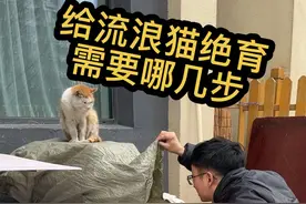陆续抓来我院子里的流浪猫绝育，进行科学救助。那给一只流浪猫完成绝育都需要哪几步呢？#流浪猫 #救助流浪猫 #流浪猫绝育 #豆柴猫粮
