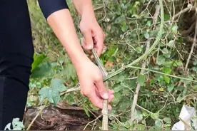 丝瓜根，你了解吗？老一辈的农村人常把丝瓜根采挖回家视频封面