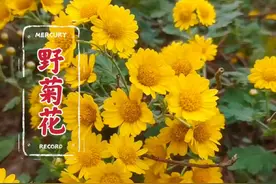 野菊花，别名：山菊花，是菊科菊属多年生草本，在农村很常见，你的家乡还有吗？#野菊花 #山菊花 #植物科普