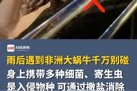 提醒市民！#雨后遇到非洲大蜗牛千万别碰，身上携带多种细菌、寄生虫，是入侵物种，可通过撒盐消除