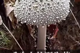 如果捡菌子有段位 这些菌子都认识，那就是“荣耀黄金”；本期可食野生菌图鉴，挖中国美味蘑菇堪比寻宝！还有奇奇怪怪的菌子居然是美味！#内容启发搜索 #捡菌子的乐趣 #创作者中心 #创作灵感视频封面