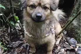 憨包：快醒醒走上山找羊肚菌了#中华田园犬 #狗子成精了 #萌宠出道计划 #缉菌犬 #大山里的味道视频封面