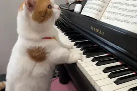 起猛了看见小猫弹钢琴了 #猫咪 #一本正经乱弹琴 #这猫有点子技术在身上视频封面