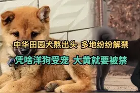中华田园犬熬出头，多地纷纷解禁，凭啥洋狗受宠，大黄就要被禁？