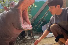 小石榴：宝宝不就吃点土嘛，又不是吃你家的，多管闲事，哼！#龙之梦动物世界 #神奇动物在抖音 #人与动物和谐共处 #河马