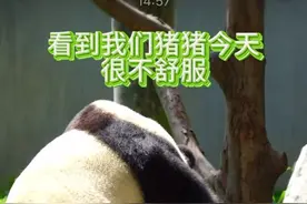 今天下午猪猪吐了，听奶妈说是因为蛔虫引起的，吐出来会好受点儿，可是看到猪猪不是一般的难受，甚至用爪子不停的抓木桩，如果可以，能不能帮我们猪猪增加一点儿玩具丰容，分散一下她的注意力呢？好想进去抱抱我们的猪猪宝啊！😭😭cr来自小芙直播间#福宝 #福宝日常 #福宝假孕 #来这吸熊猫视频封面