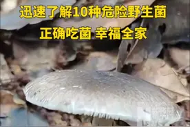 迅速了解10种危险野生菌！正确吃菌，幸福全家。