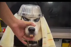 小孩子欺负狗狗 #搞笑视频 #儿童动画 #人类的迷惑行为 #动物的迷惑行为 #哈哈哥专业模仿秀