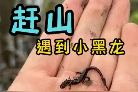赶山有条小黑龙啊 #赶山 #爬宠 #异宠 #动物科普