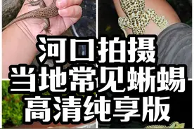 云南河口拍摄当地蜥蜴总结篇高清纯享版，我国本土物种如此美丽 我心说之前发的好多视频都吞画质吞的挺厉害，所以这次认真剪辑了一个高清纯享版蜥蜴视频，让大家更方便欣赏我国本土物种的美丽，不过只有蜥蜴了，因为只剪辑了爬行动物蜥蜴相关的内容，毕竟只有中国水龙还有大壁虎拍的很认真，视频中出现的都是在河口算是并不罕见的物种，长鬣蜥（中国水龙），大壁虎（蛤蚧），棕背树蜥（马鬃蛇），多线南蜥（山白鱼），长尾南蜥（四脚蛇），俗称这种事情感觉都这样大差不差#神奇动物在抖音 #动物科普知识 #奇趣自然 #野生动物 #总结一下