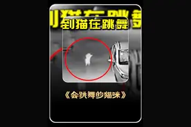 监控拍到的猫咪跳舞视频是真的吗？ #奇闻奇事 #科普 #猎奇视频封面
