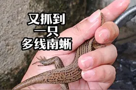 下大雨过后我在云南河口市区转来转去遇到了多线南蜥 不是怎么会有人跟我说石龙子还有守宫这些不是蜥蜴啊？多线南蜥属于石龙子科南蜥属，是我国体型最大的石龙子，分布于云南和海南，数量相当惊人#科普一下 #户外 #神奇动物 #爬行动物世界