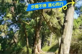 古蜀道上的古柏树还有一万二千余株#蜀道 #古树视频封面