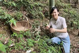 今天赶早上山采的全是刚破壳的竹荪蛋，一个个白白嫩嫩太喜人了