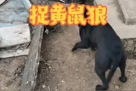 两只家犬围堵狡猾的黄鼠狼#动物的迷惑行为 #野生动物零距离
