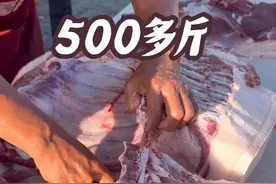 农村超胖大肥猪500多斤，这大姐一下买了将近半头猪，这得吃多久#新鲜肉 #放心肉良心肉 #强烈推荐 #原创视频 #猪肉价格