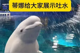你们一直想看蒂娜吐水来了@三亚·亚特兰蒂斯 #白鲸 #动物的迷惑行为 #神奇动物在抖音 #安迪蒂娜在亚特