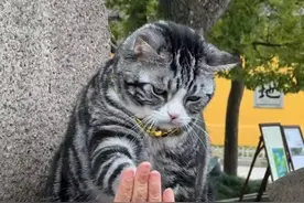 西园寺“击掌猫”走红引争议，猫主人最新回应：近期不会带糖豆去和大家击掌了#击掌猫 @喵生赢家糖豆视频封面