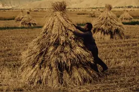 三十年前收麦子的场景，你还记得吗#收小麦 #童年回忆 #致我们逝去的童年时光 #708090后的回忆视频封面