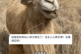 有善心的 发私信骂我的 你们不是想对骆驼好吗？行动起来#骆驼 #骆驼奶 #骆驼刺