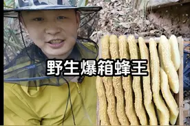 爆箱诱蜂桶外挂一脾蜜蜂 的蜂王长什么样子。#龙泉山蜂王 #诱蜂桶