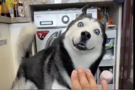 因为狗子魔性的步伐有种脑干缺失的美，被评为最网最纯的哈士奇 #哈士奇 #二哈 #家有傻狗 #智障狗 #萌宠