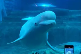 抓到安迪吓小朋友咯@三亚·亚特兰蒂斯 #动物的迷惑行为 #白鲸 #去亚特看白鲸