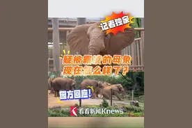 上海野生动物园疑被霸凌的母象“丹妮”，现在怎么样了？记者独家画面公开＃野生动物园 #大象 #霸凌 #园方回应视频封面