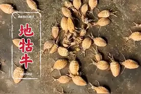 你绝对找不到，小时候常玩的“地牯牛”居然是蚁蛉的幼虫。#地牯牛 #蚁蛉 #科普