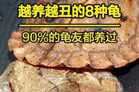 盘点8种越长越丑的龟，据说90%的人都养过！ #创作灵感 #龟龟🐢 #宠物很乖原来是智商问题  #乌龟 #养龟攻略