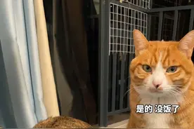 生病了起不来，妻管严喵夫妇来讨猫粮了😂 久病床头无孝子啊，这才病2天呢#狸花猫 #流浪猫 #大橘视频封面