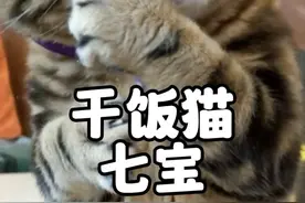 第10集丨全网最不挑食的猫咪七宝，连螺蛳粉都吃嘛嘛香 #干饭最积极的小猫 #七宝干饭猫 #萌宠 #猫咪的迷惑行为 #吃货猫