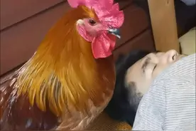 这个活闹钟 除了关不掉 啥都好 工作日关不掉 周末也关不掉 昨天关不掉 今天关不掉 明天后天也关不掉 天天关不掉 月月关不掉 哎呀 困的我都开始说胡话了 自从有了鹰子 周末想睡懒觉那是不可能滴🤣#公鸡打鸣 #网红公鸡 #城市养鸡 #好有灵性的大公鸡 #全抖音才艺流萌宠申请出战 宠物鸡土鸡