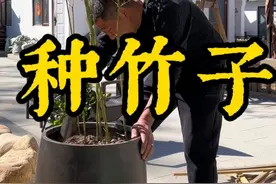 〈北方庭院种竹子〉 今天又是平哥摆弄花草的一天，种竹子#我的乡村生活 #记录生活 #小院时光 #养花人 #翡翠竹子视频封面