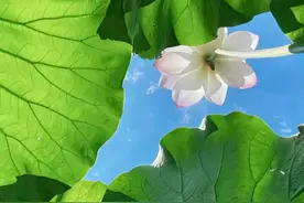远洋船在出海时，船舶会在码头上先补给一些淡水和伙食。船舶要去美洲运载油菜籽，在海上要航行40天，航行途中海员们还要把货舱清洗干净。视频封面